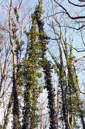 DSC_4017.jpg