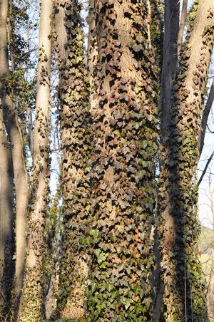 DSC_4019.jpg