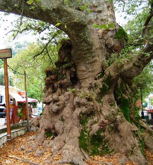 IMG_Baum.JPG