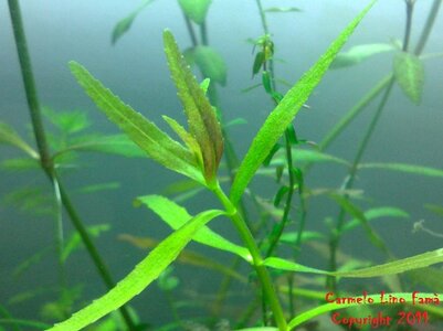 Limnophila Sulawesi.jpg