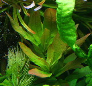 IMG_9104fopflanzen.jpg