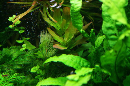 IMG_9104Pflanze.jpg
