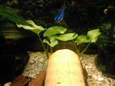IMG055.jpg
