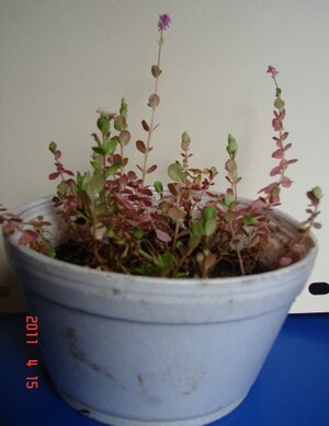 k emerse Rotola rotundifolia spec.DSC06359.jpg