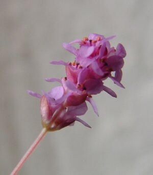 k Blüte Rotola rotundifolia spec.DSC06359.jpg