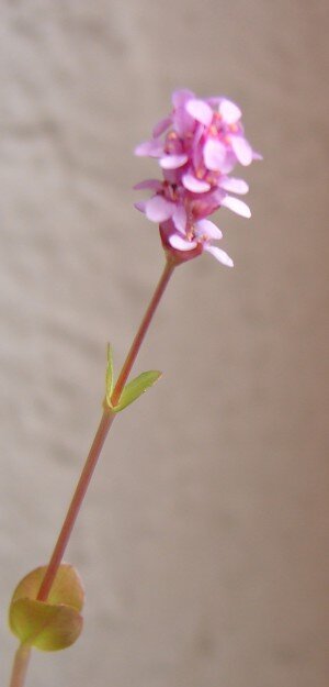 k Blüte Rotola rotundifolia spec mit blättern.DSC06359.jpg