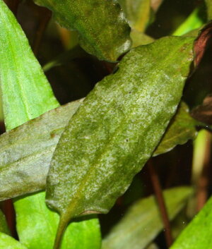 Blatt mit Algen.jpg