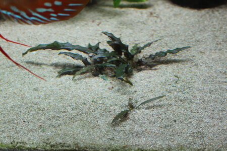 Cryptocoryne beckettii.jpg