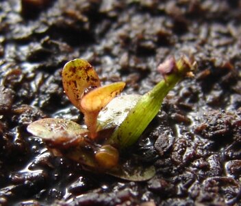 kemers Lindernia dubia (e.jpg