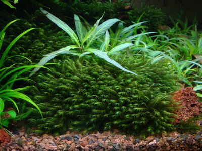 Fissidens.jpg