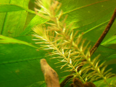 Mayaca fluviatilis mit Ausfällungen.jpg