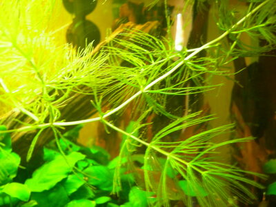 Aquarium mit Ausfällungen und Algen Nährstofflücken 016.jpg