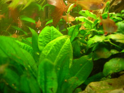Aquarium mit Ausfällungen und Algen Nährstofflücken 019.jpg