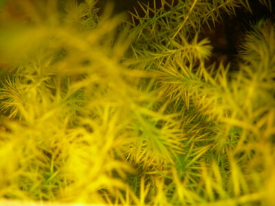 Aquarium mit Ausfällungen und Algen Nährstofflücken 022.jpg