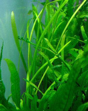 Sagittaria.JPG