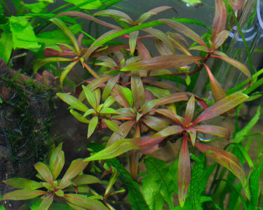 Ludwigia1.JPG
