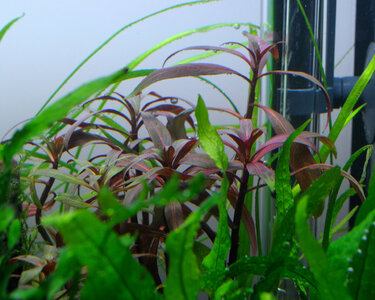 Ludwigia2.JPG