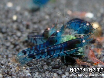 Blaue Tigergarnele Foto 2.JPG
