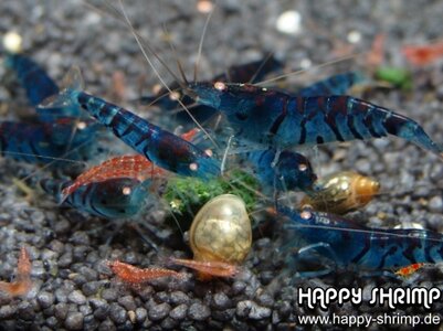 Blaue Tigergarnele Foto 5.JPG