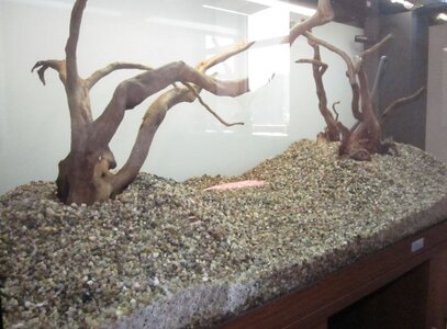 Erster Hardscape.JPG