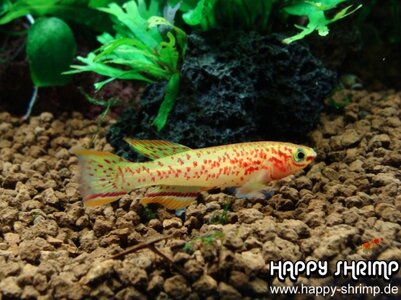 Killifisch Aphyosemion australe (2).JPG