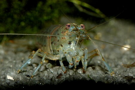amano 18.6.11.JPG