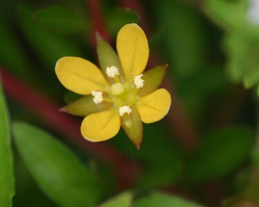 Ludwigia_arcuata_1.jpg