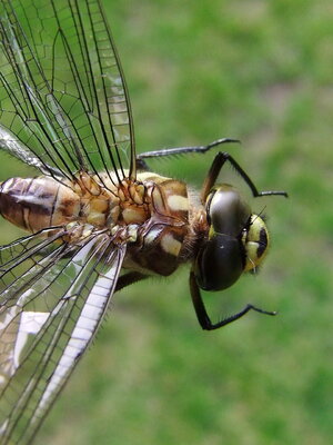 Libelle.jpg