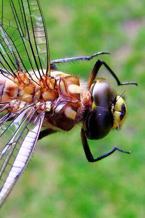 Libelle.jpg