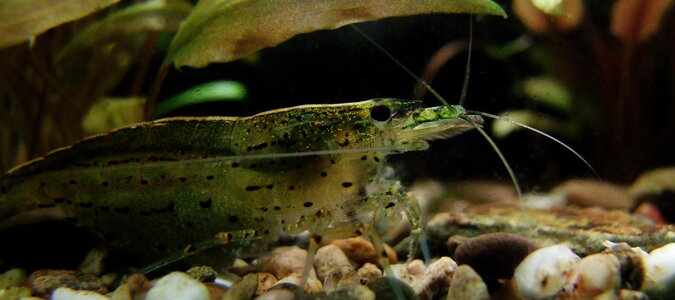AMANO bbbbb.jpg