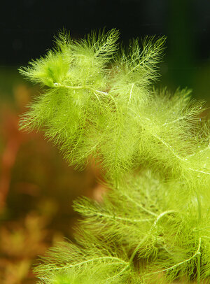 Utricularia aurea Detail.jpg