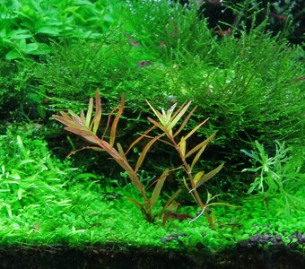 rotala-colorata-gia-lai_resize.jpg