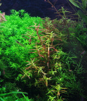 rotala-colorata-03_resize.jpg
