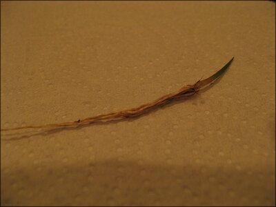 Ein Blatt Suslawesigras.jpg