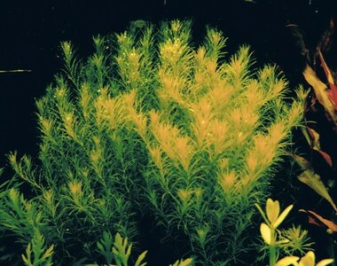 Rotala_spec_Nanjenshan.jpg