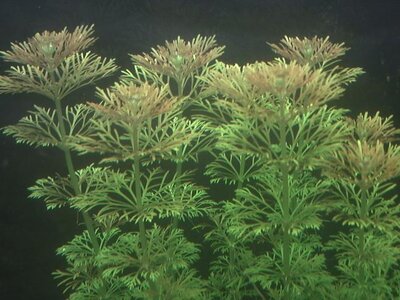limnuoflora 1.JPG