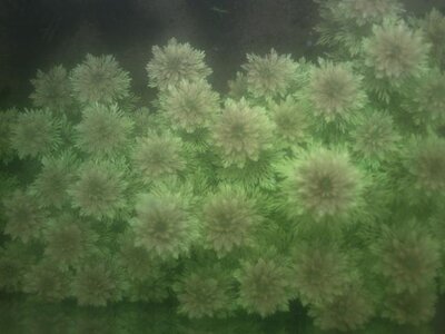 limnuoflora 3.JPG