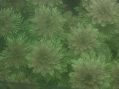 limnuoflora 5.JPG