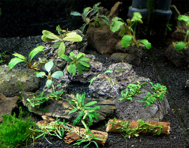 bucephalandrowa dolina.jpg