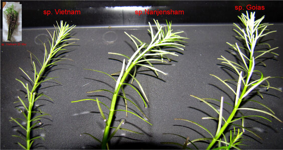rotala_sp.jpg