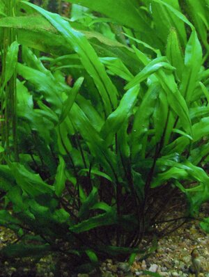 Cryptocoryne walkeri.jpg