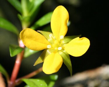 Ludwigia_arcuata_1.jpg