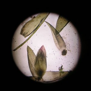 Vesicularia dubyana zersetzung 250711.JPG