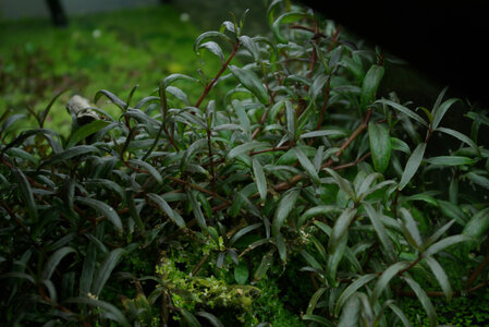 hygrophila_thailand.jpg