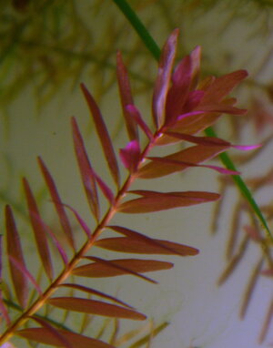 rotala_indica_k.jpg