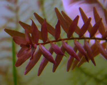 rotala_indica_k2.jpg