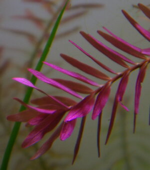 rotala_indica_k3.jpg