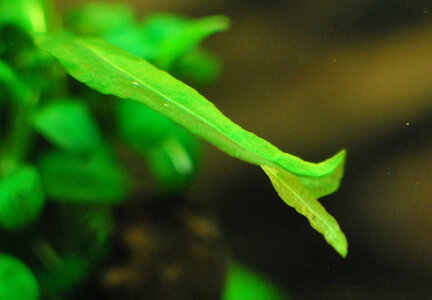 Hygrophila spec. "Thailand" Blattanomalie.jpg