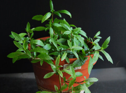 Hygrophila spec. "Thailand" emers.jpg