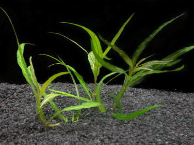 Staurogyne_stolonifera1.jpg